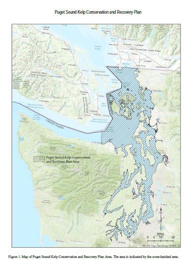 Kelp plan map